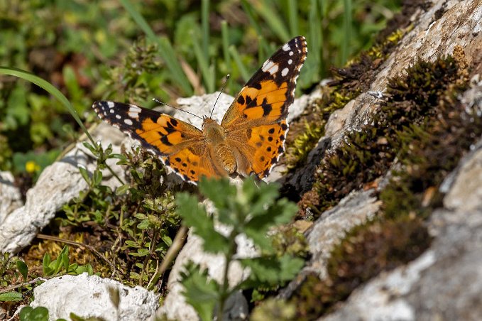 Tirana Tistelfjärilar fanns denna sommar i stora mängder även i Albanien.