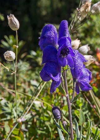 Äkta stormhatt (Aconitum napellus) En art i familjen ranunkelväxter. Artnamnet napellus är diminutiv av grekiskans nape (rova) och betyder 'liten rova', vilket syftar på rotens form....