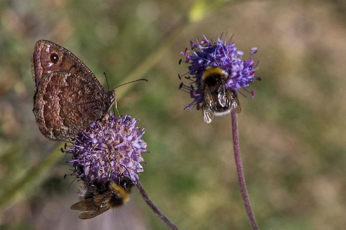 Erebia melas Besök i den alpina trädgården 1875 m över havet-