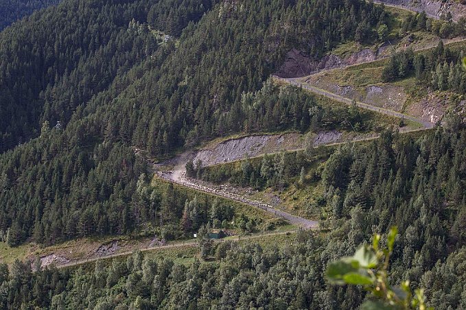 Fårvallning på serpentinvägar