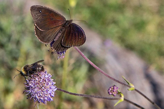 Gräsfjäril Erebia melas Erebia melas ingår i släktet Erebia, och familjen praktfjärilar