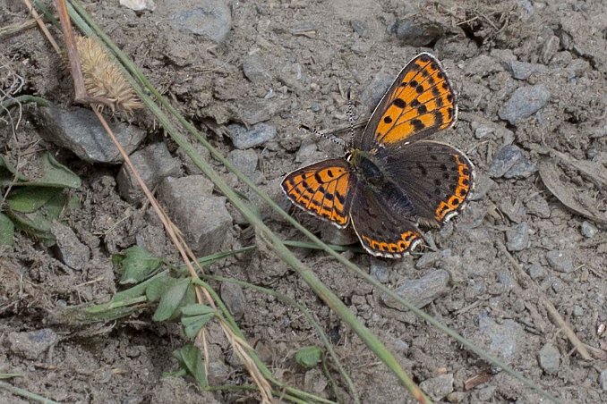 Mindre guldvinge (Lysaena phlaeas) på 1854 möh Mindre guldvinge, Lycaena phlaeas, är en fjärilsart i familjen juvelvingar. Vingspannet varierar mellan 22 och 34 millimeter, på olika individer. Värdväxt för...