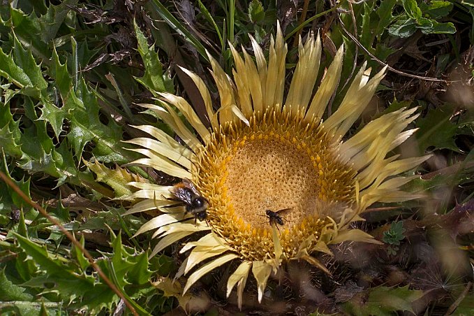 Silvertistel (Carlina acaulis) 1825 möh