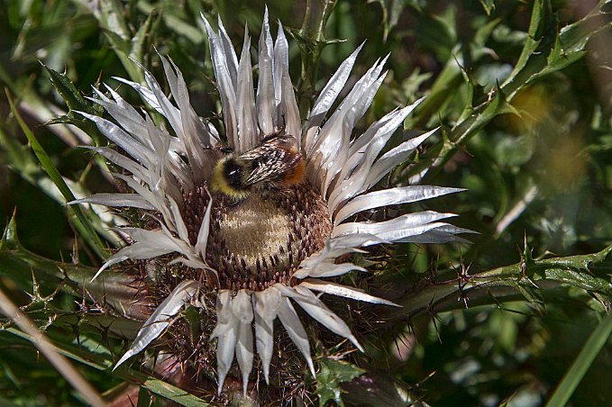 Silvertistel (Carlina acaulis) 2093 möh Silvertistel är en flerårig, lågväxt ört som har alla blad samlade i en rosett, blommar i juli-augusti. Blomkorgen är stor, upp till sju centimeter bred och...