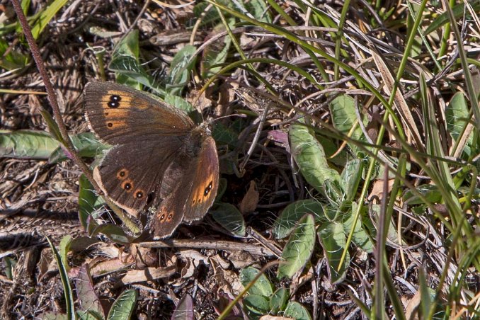 Skogsgräsfjäril (Erebia ligea) hona 2140 möh