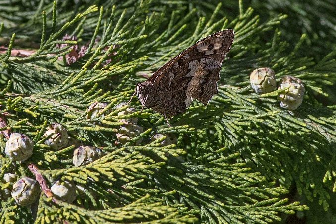 Vitbandad gräsfjäril (Hipparchia briseis)