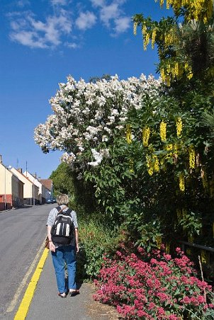 Blomprakt på Bornholmsgata