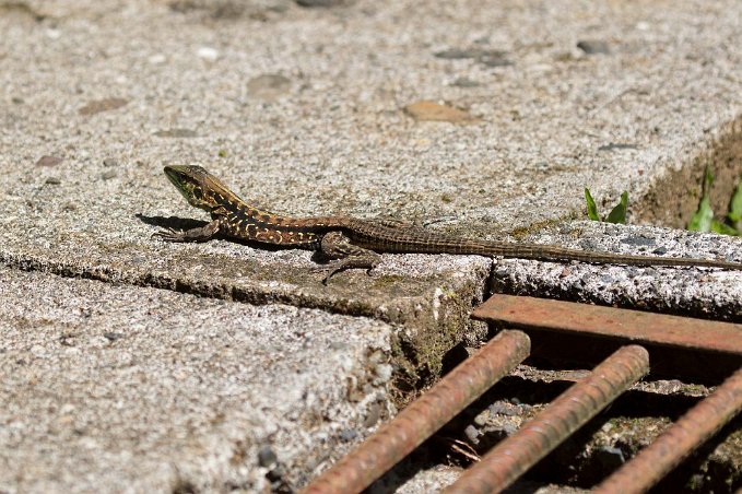 Cenral American Ameiva Ödla (Ameiva festiva) i La Selva. Ingår i släktet Ameiva och familjen tejuödlor.