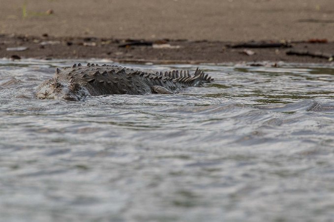 American Crocodile American Crocodile i Tarcoles River.