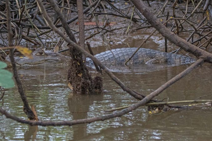 Kajman Kajman i Cano Negro Nationalpark. Kajmaner (Caiman) är ett släkte inom familjen Alligatorer och kajmaner. Kajmaner består av tre arter. Kajmanerna skiljer sig...