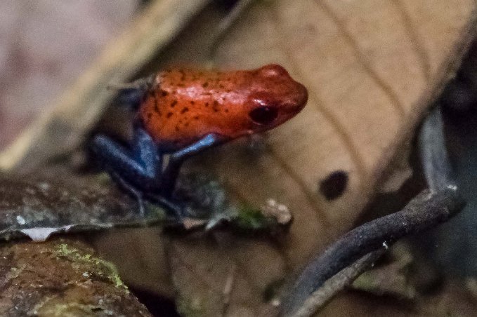 Strawberry poison dart frog Pilgiftgroda längs vägen i