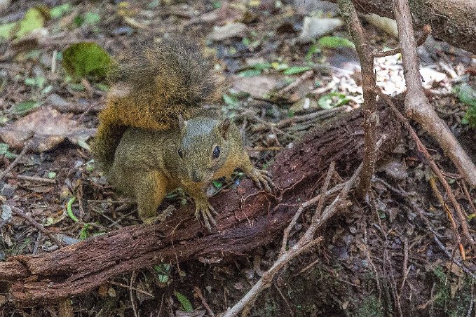 Red-tailed squirrel Rödsvansad ekorre vid Poás Volcano.