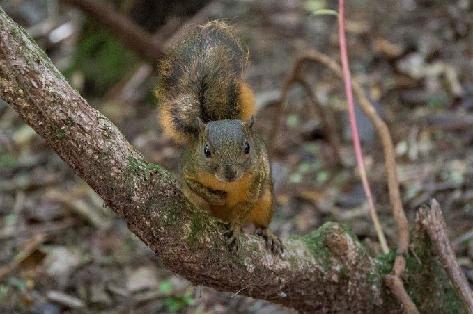 Red-tailed squirrel