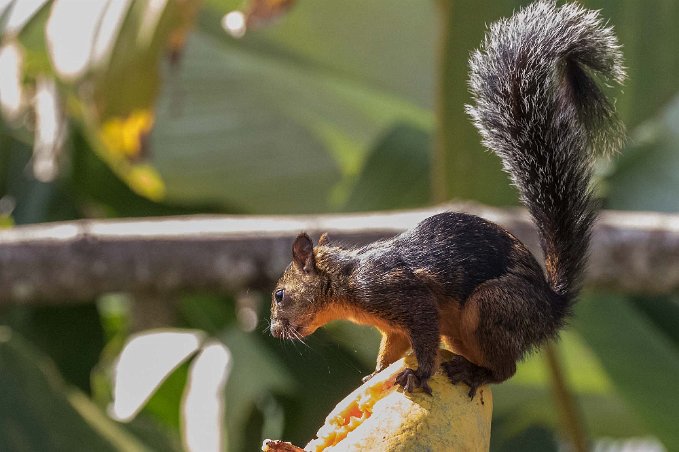 Variegated Squirrel Variegated Squirrel i Cano Negro nationalpark.