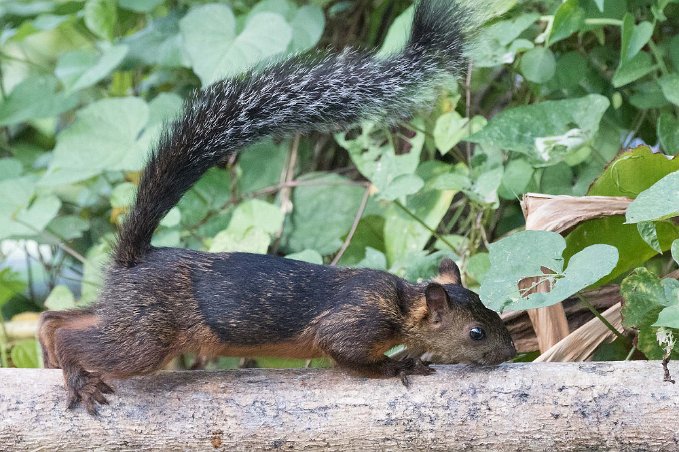 Variegated Squirrel Variegated Squirrel i Cano Negro nationalpark.