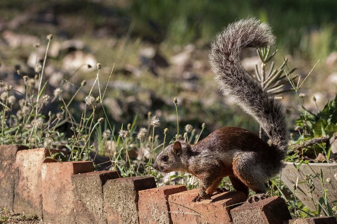 Variegated Squirrel Variegated Squirrel, ”brokig ekorre”, i området kring Ensenada Lodge.