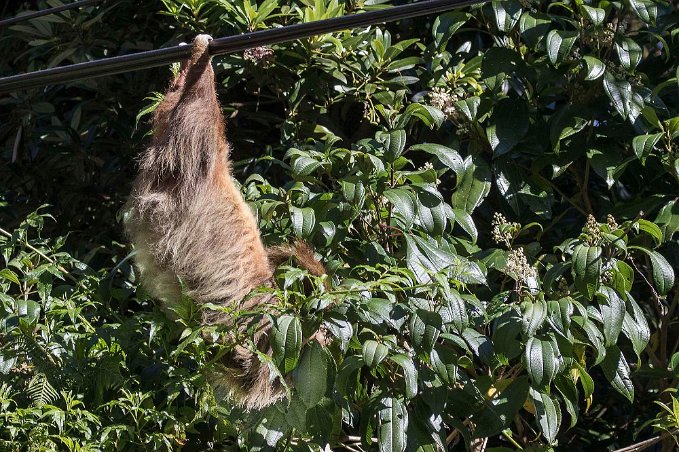 Sengångare Hoffmans teo-toed sloth –sengångare efter vägen mot Chinchona.