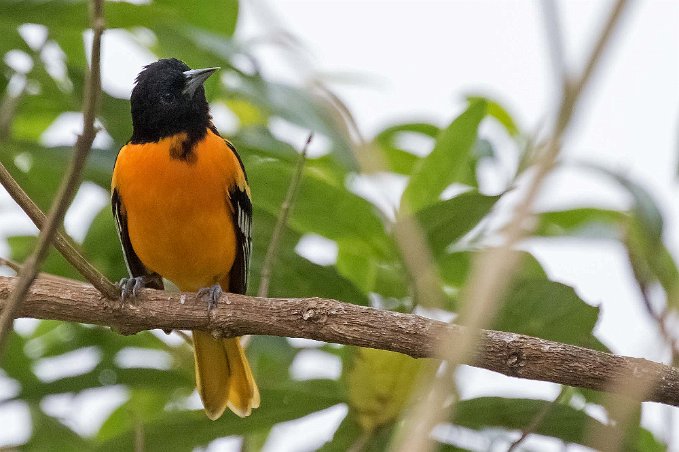 Baltimore Oriole Baltimore Oriole i Chinchona.