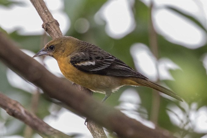 Baltimore Oriole Baltimore Oriole i Chinchona.