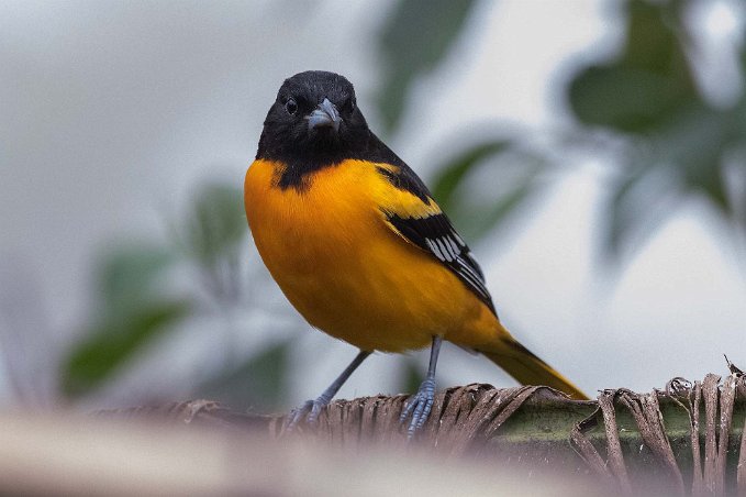 Baltimore Orile Baltimore Oriole i Chinchona