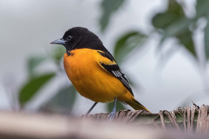 Baltimore Orile Baltimore Oriole i Chinchona