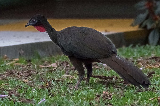 Crested Guan Crested Guan i La Selva