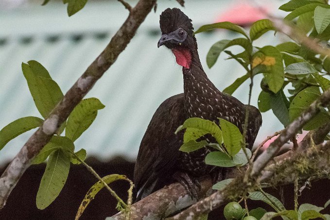 Crested Guan Crested Guan i La Selva