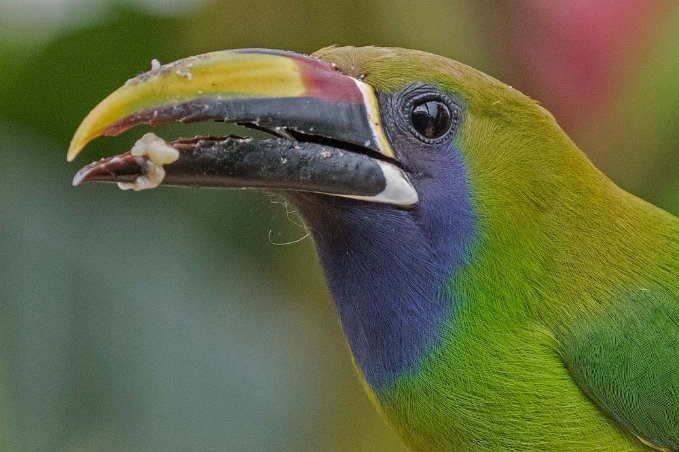 Emerald Toucanet Emerald Toucanet i Chinchona.