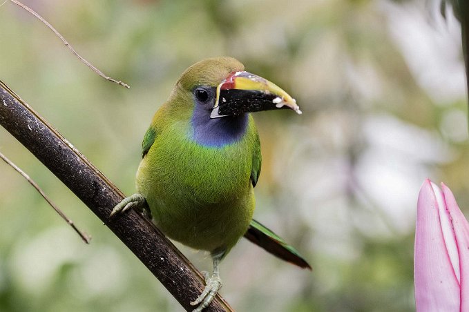 Emerald Toucanet Emerald Toucanet i Chinchona.