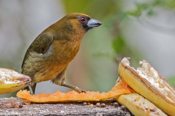 Passerninis Tanager Passerinis Tanager (hona) i Chinchona.