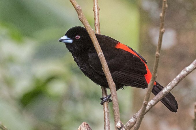 Passerinis Tanager Passerinis/Cherries Tanager i Chinchona.