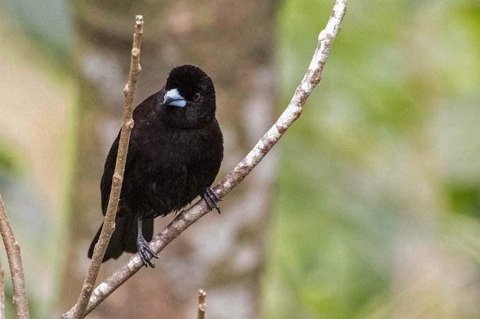 Passerinis Tanager Passerinis /Cherries Tanager i Chinchona.