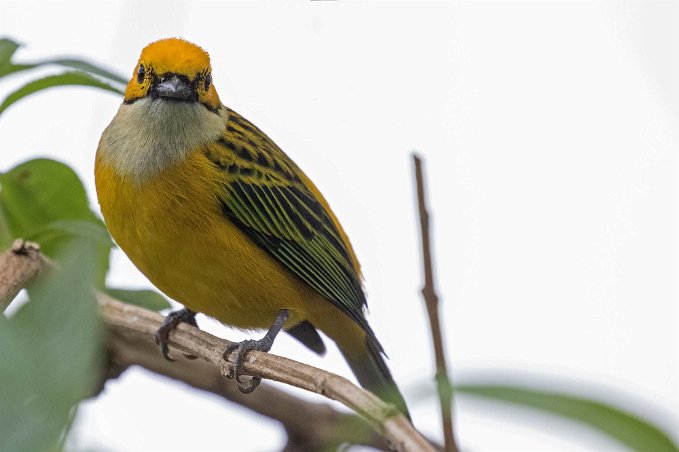 Silver-throated Tanager Silver-throated Tanager i Chinchona