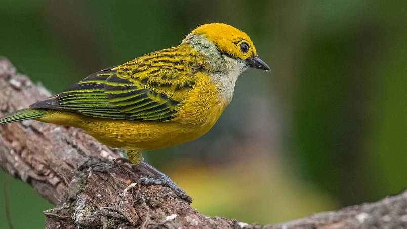 Silver-throated Tanager Silver-throated Tanager i Chinchona