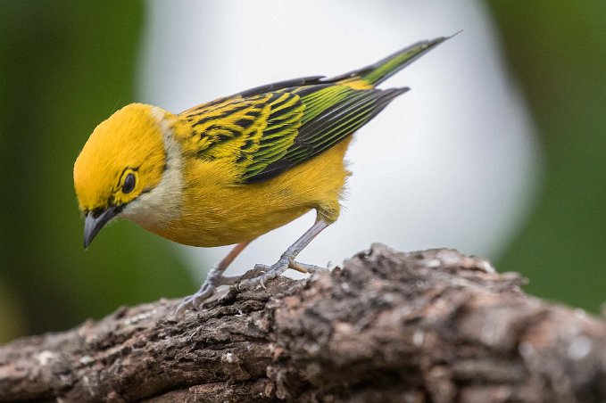 Silver-throated Tanager Silver-throated Tanager i Chinchona