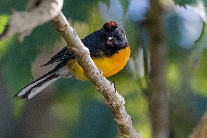 Slate Throated redstart Slate Throated redstart i Vulcan Poas-området.