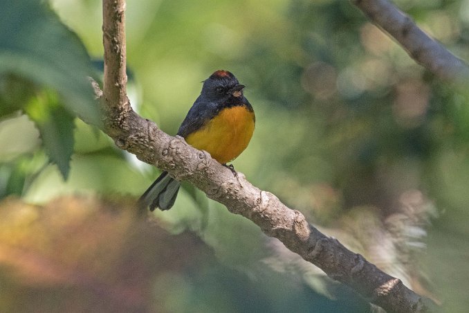 Slate Throated redstart Slate Throated redstart i Vulcan Poas-området.