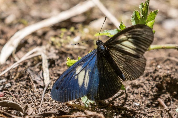 Praktfjäril Praktfjäril (Heliconius cydno) i skogen ovan Savegre Lodge.