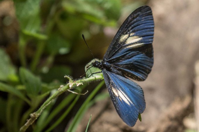 Praktfjäril Praktfjäril (Heliconius cydno) i skogen ovan Savegre Lodge.