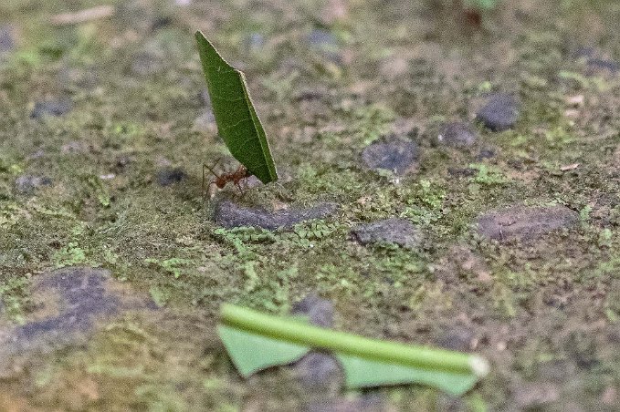 Bladskärarmyra Bladskärarmyra i La Selva