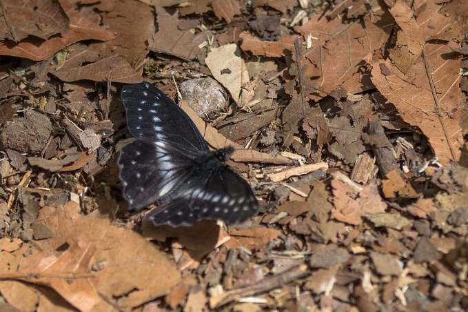 Praktfjäril Praktfjäril (Heliconius cydno) i skogen ovan Savegre Lodge.