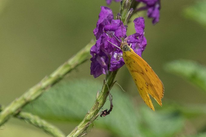 Orange Sulphur Orange Sulphur (Colias eurytheme).