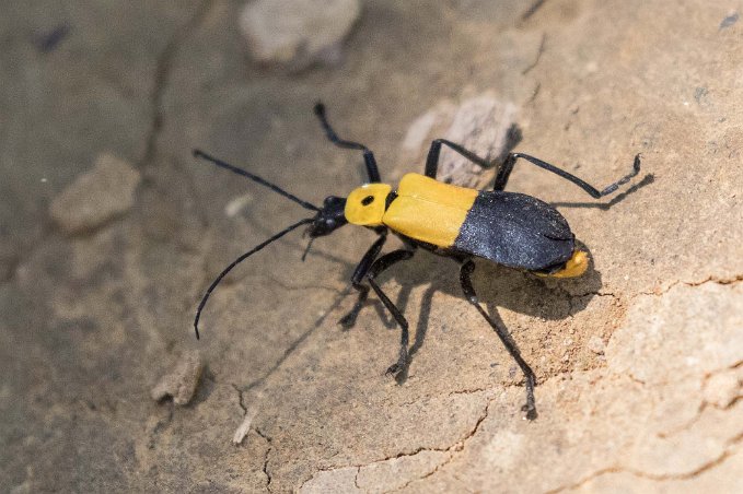 Flugbagge Flugbagge (Chauliognathus heros) i regnskogen ovan Coto Brus Camp.