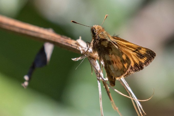 Fiery Skipper Fiery Skipper (tjockhuvud) (Hylephila phyleus) i skogen ovan Savegre Lodge.