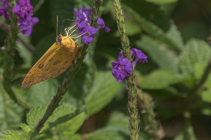 Orange Sulphur Orange Sulphur (Colias eurytheme). i skogen ovan Arenal Observatory lodge.