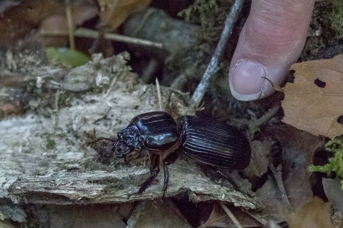 Skogstordyvel ovan Savegre Lodge Skalbagge av familjen Passalidae i skogen ovan Savegre Lodge. Passalidae är en familj av behornade skalbaggar . Nästan alla de 500-tal arter tropiska; arter som...