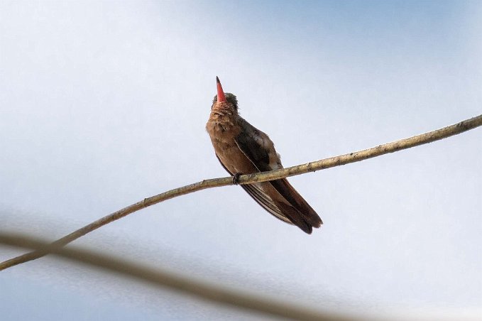 Cinnamon Hummingbird Cinnamon Hummingbird i Carara nationalpark.