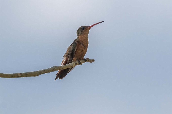 Cinnamon Hummingbird Cinnamon Hummingbird i Carara nationalpark.