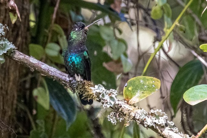 Fiery-throated Hummingbird Kolibri, Fiery-throated Hummingbird, vid La Georgina nedanför Cerro de la Muerto.