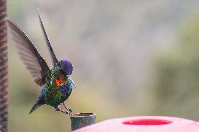 Fiery-throated Hummingbird Kolibri, Fiery-throated Hummingbird, vid La Georgina.